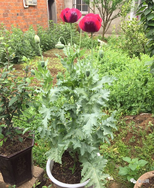 铜闸村民家门口种植罂粟,称种了为好看,警方是这么说的